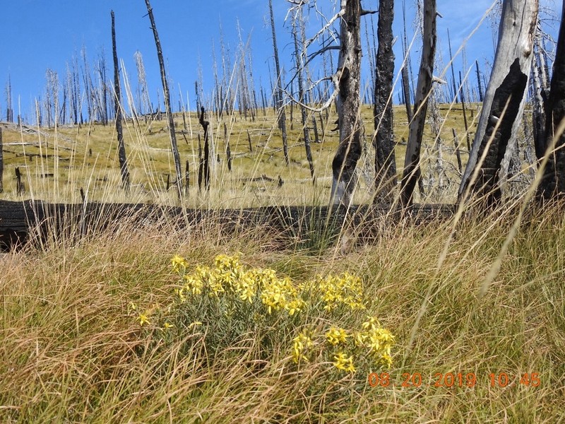 Rabbitbush photo 2