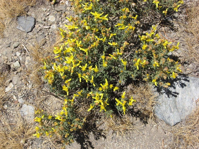 Rabbitbush photo 3