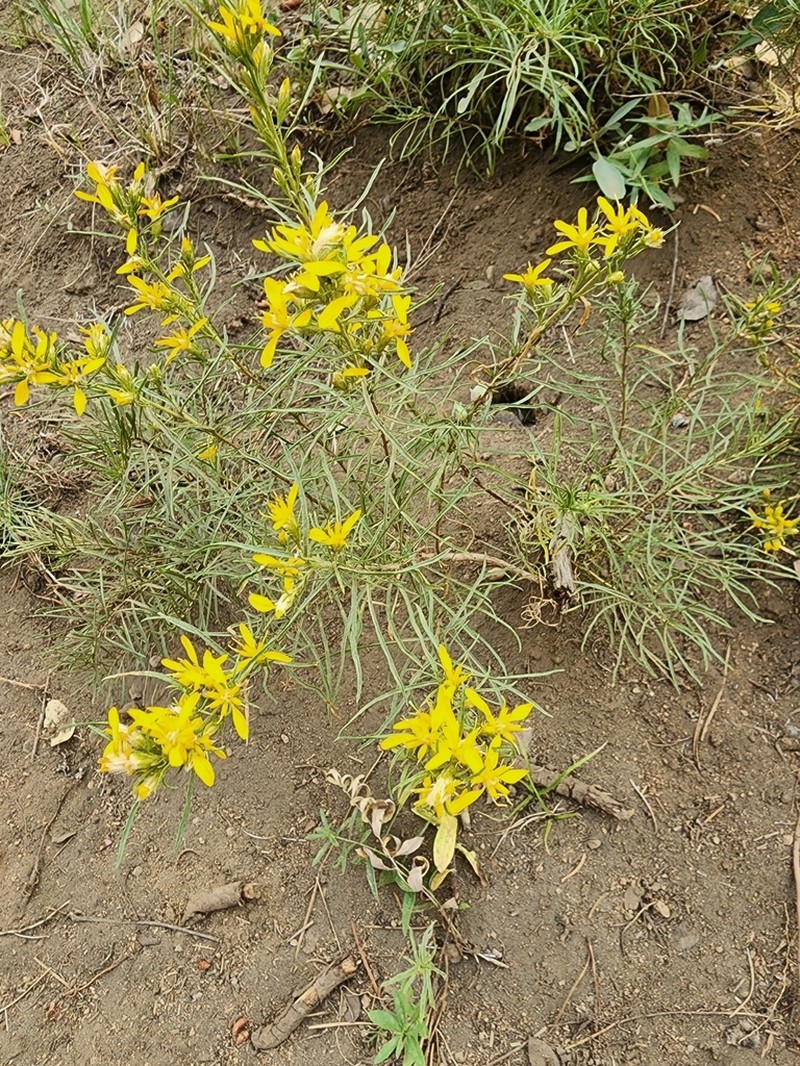 Rabbitbush photo 4