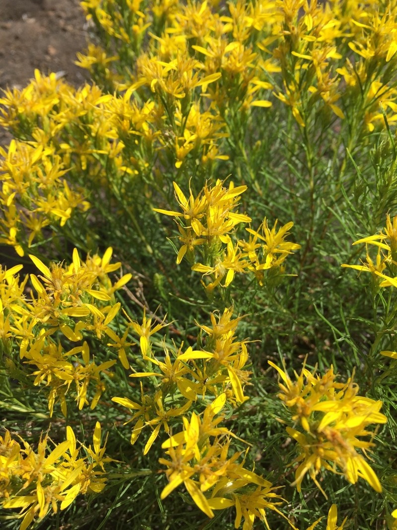 Rabbitbush photo 6