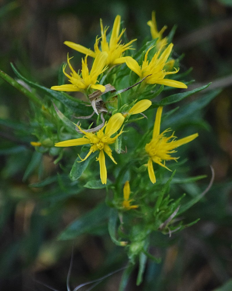 Rabbitbush photo 7