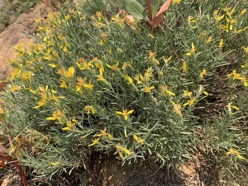 Rabbitbush photo 8