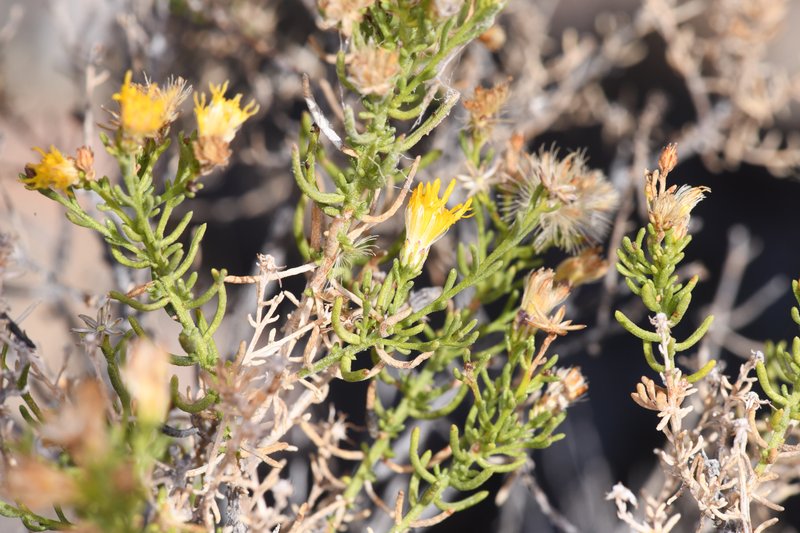 Chaparral Goldenbush