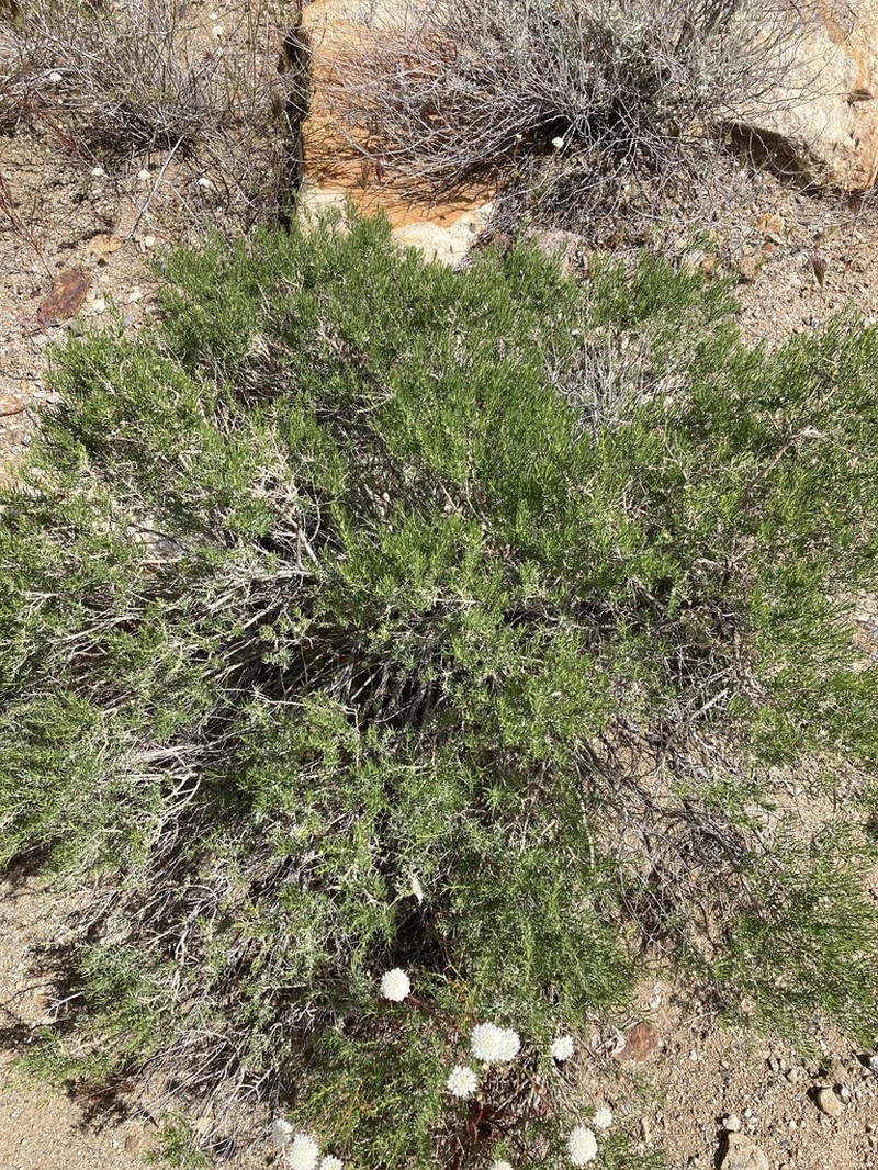 Chaparral Goldenbush