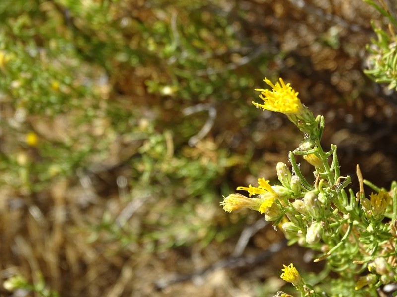 Chaparral Goldenbush photo 2