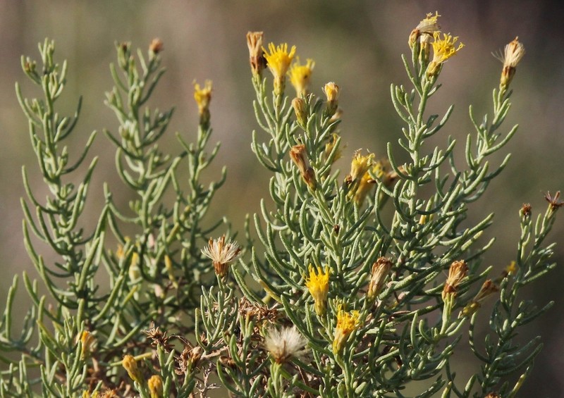 Chaparral Goldenbush photo 3