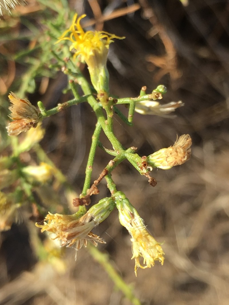 Chaparral Goldenbush photo 4