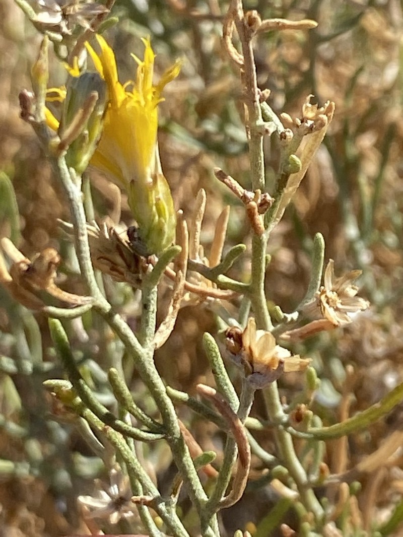 Chaparral Goldenbush photo 5