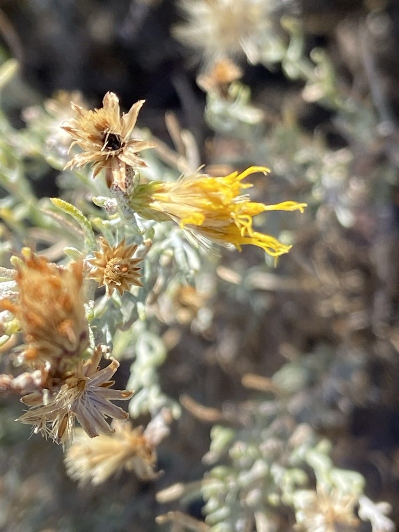 Chaparral Goldenbush photo 6