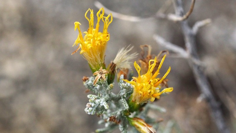 Chaparral Goldenbush photo 7