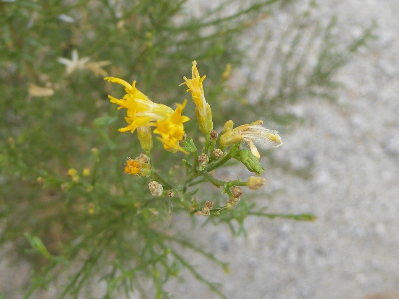 Chaparral Goldenbush photo 8