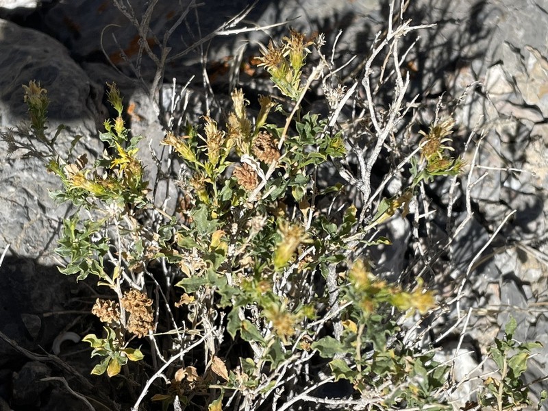 Deer Goldenbush photo 4
