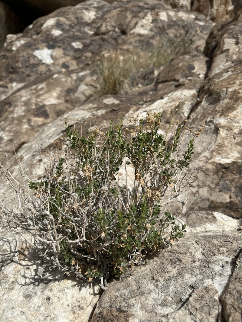Deer Goldenbush photo 5