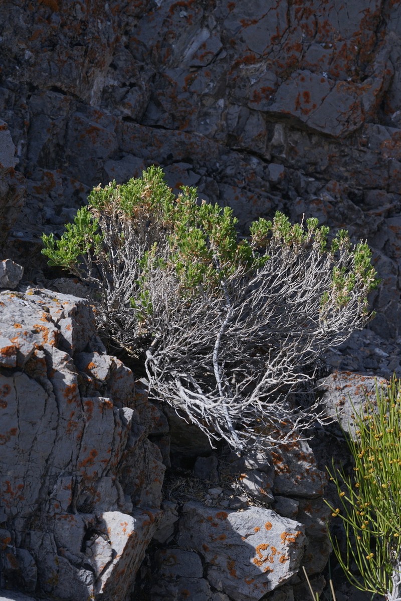 Deer Goldenbush photo 6