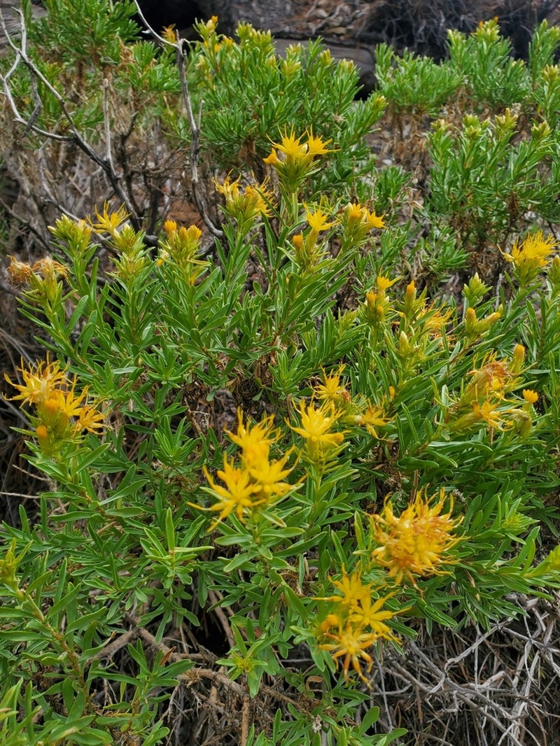 Charleston Mountain Goldenbush