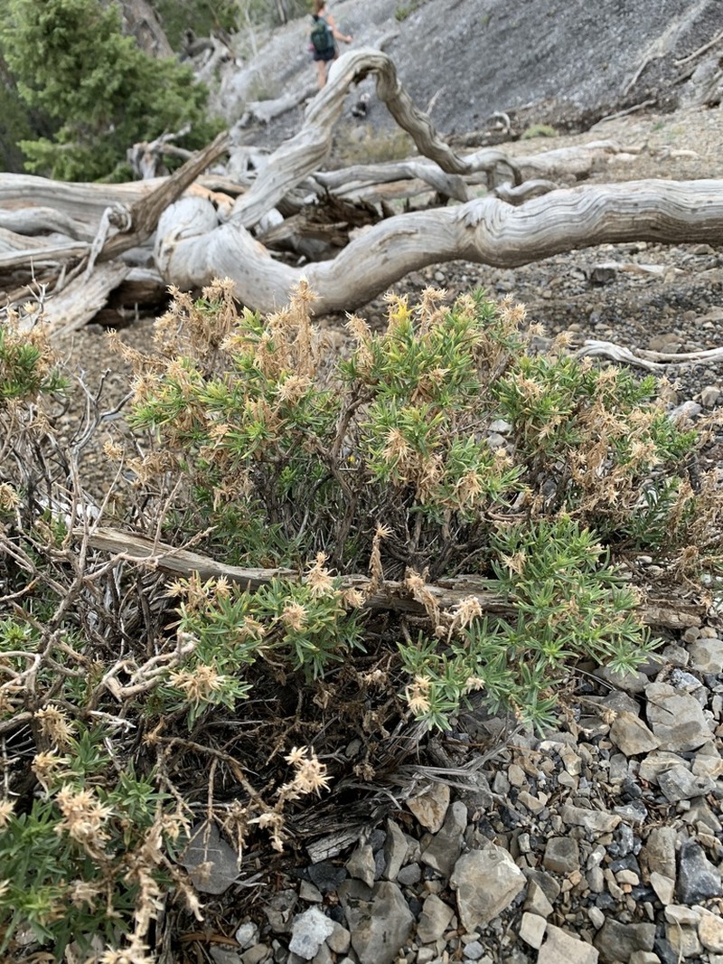 Charleston Mountain Goldenbush photo 2