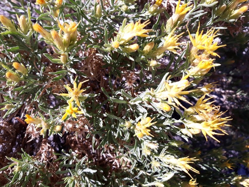 Charleston Mountain Goldenbush photo 3