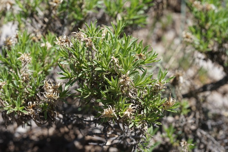 Charleston Mountain Goldenbush photo 4