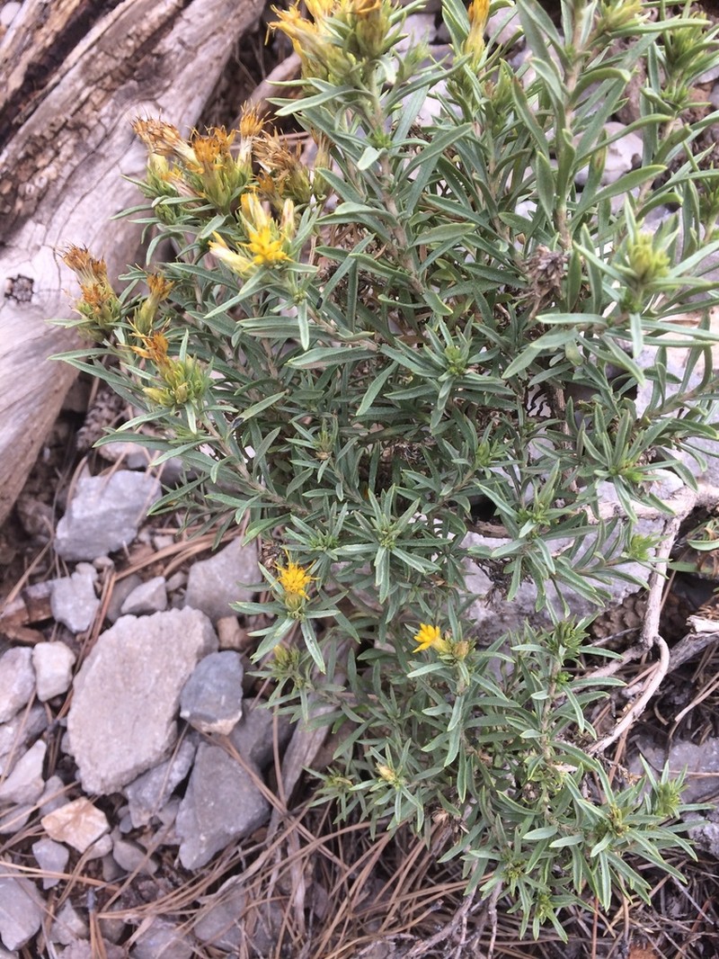 Charleston Mountain Goldenbush photo 5