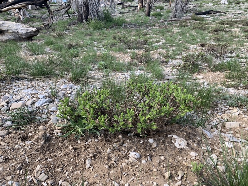 Charleston Mountain Goldenbush photo 6