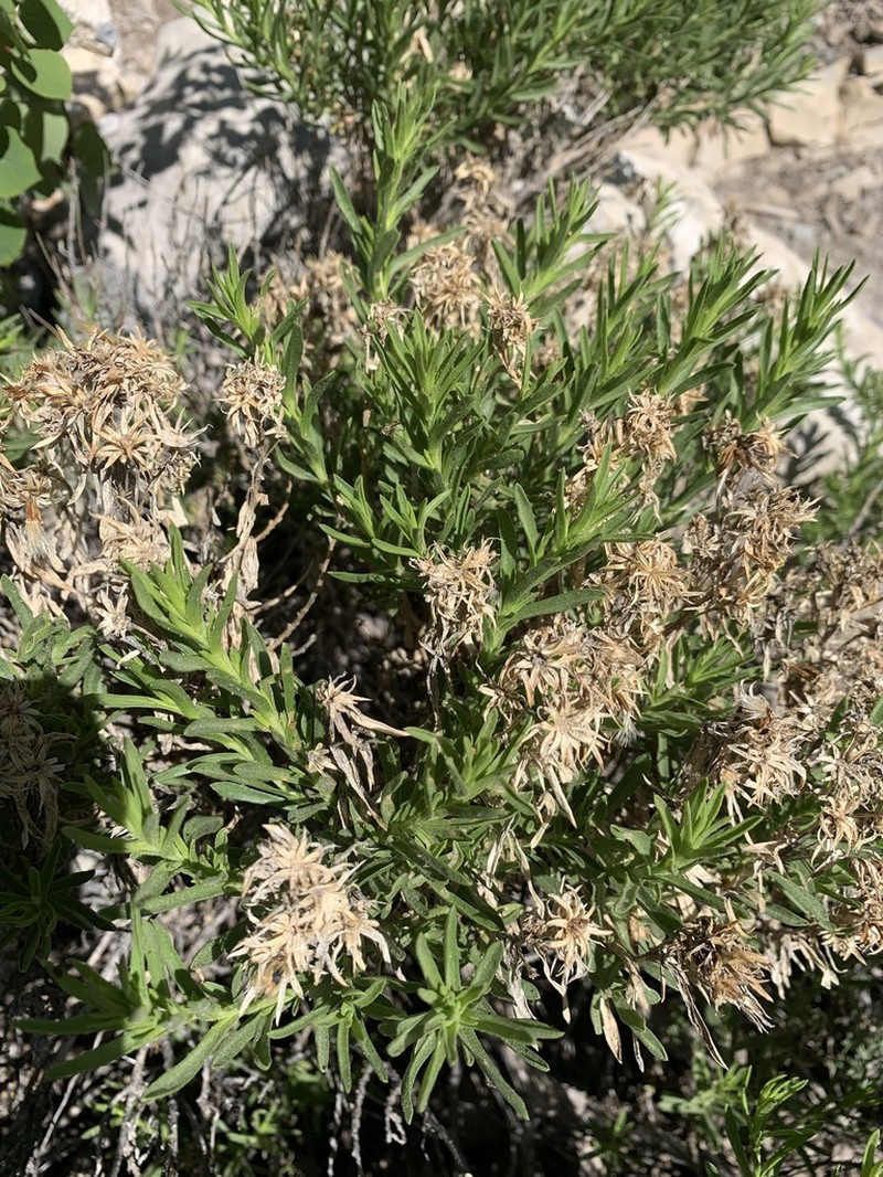 Charleston Mountain Goldenbush photo 7