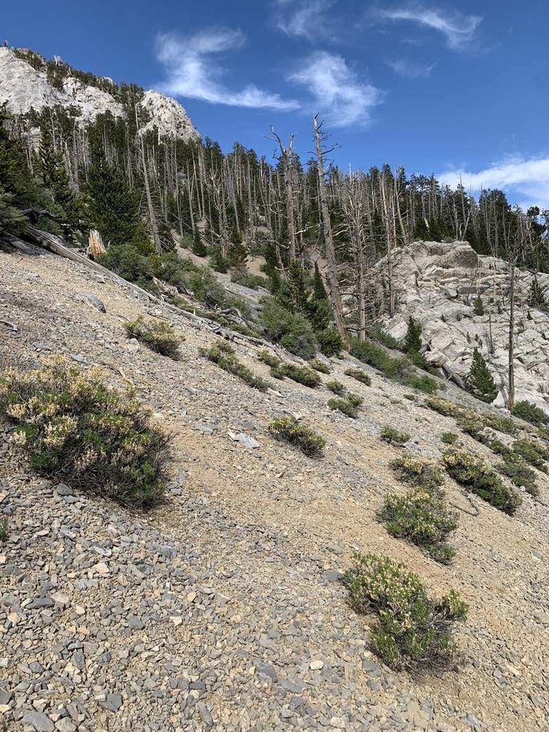 Charleston Mountain Goldenbush photo 8