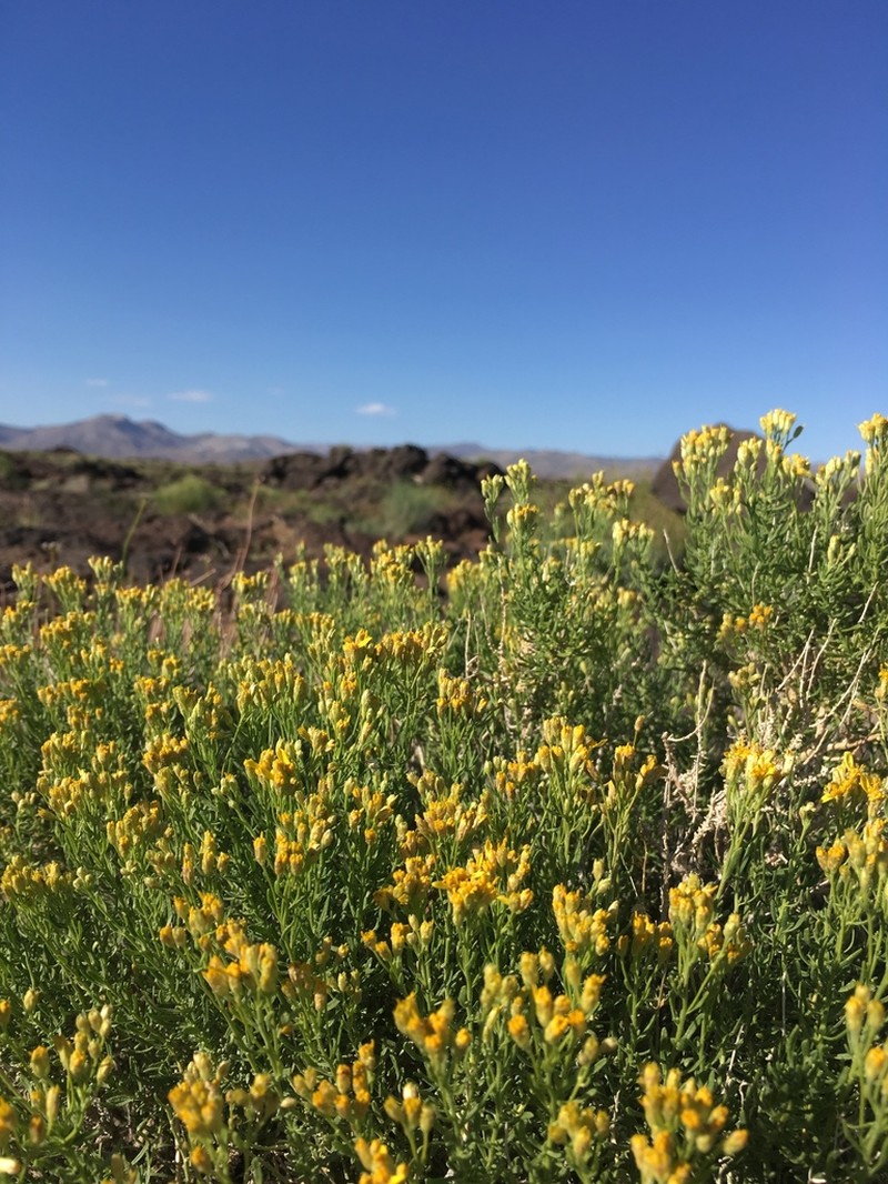 Cooper's Goldenbush