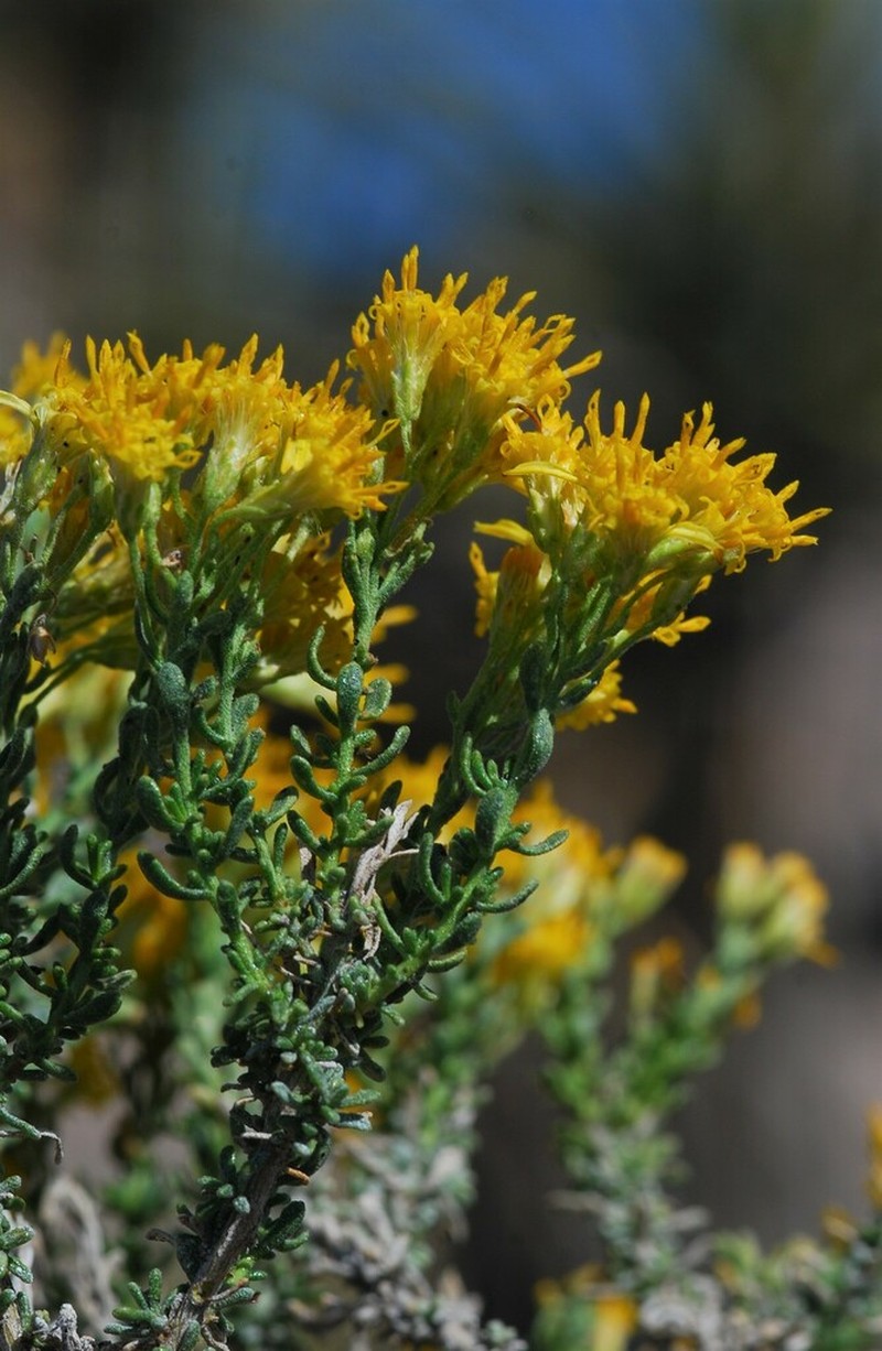 Cooper's Goldenbush photo 2