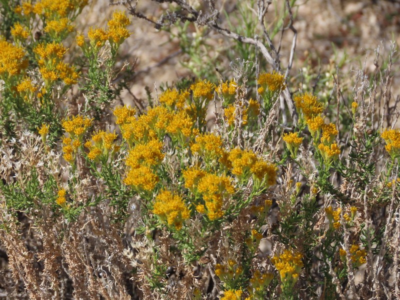 Cooper's Goldenbush photo 3
