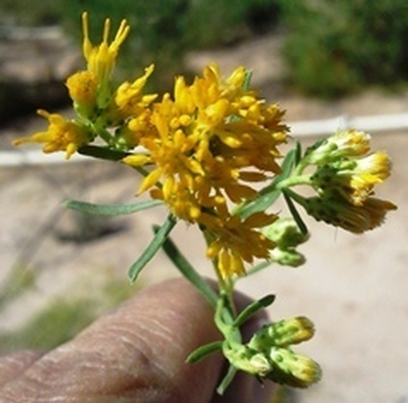 Cooper's Goldenbush photo 4