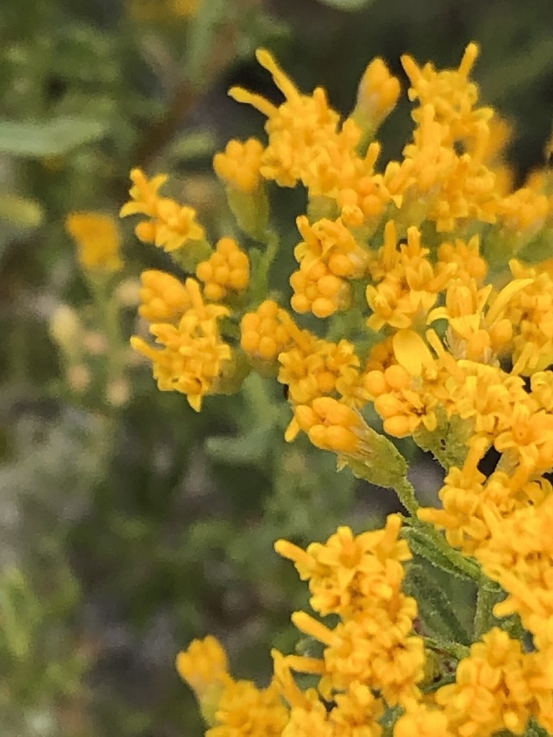 Cooper's Goldenbush photo 5