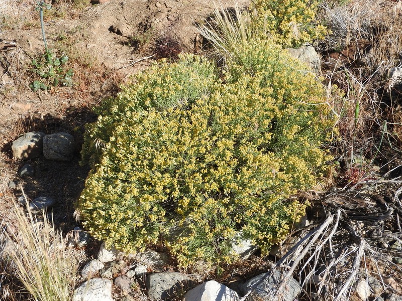 Cooper's Goldenbush photo 6