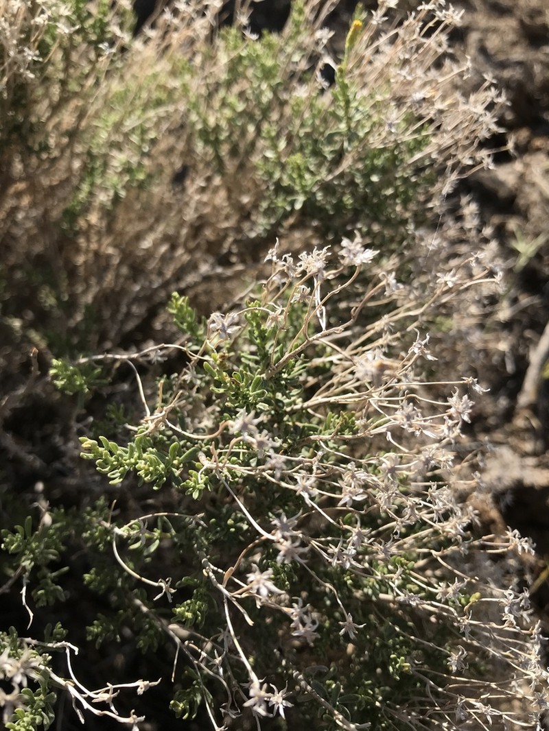 Cooper's Goldenbush photo 8