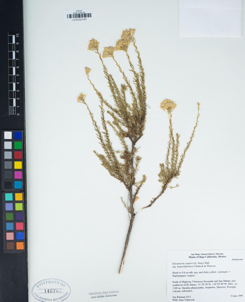 Ericameria cooperi var. bajacalifornica