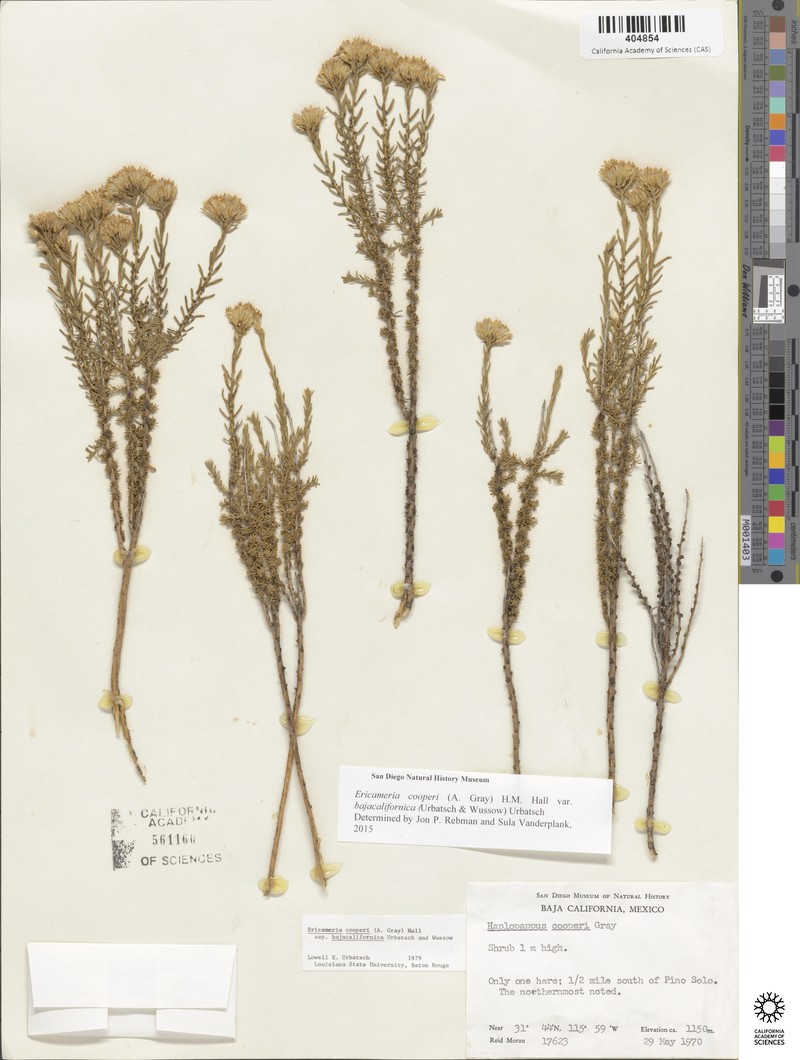 Ericameria cooperi var. bajacalifornica photo 2