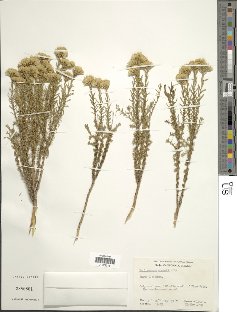 Ericameria cooperi var. bajacalifornica photo 3