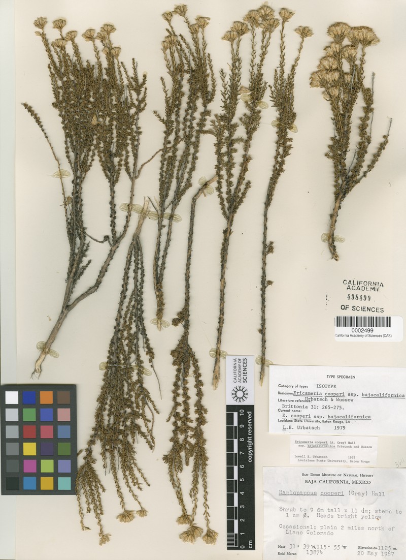 Ericameria cooperi var. bajacalifornica photo 4