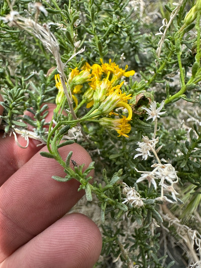 Ericameria cooperi var. cooperi