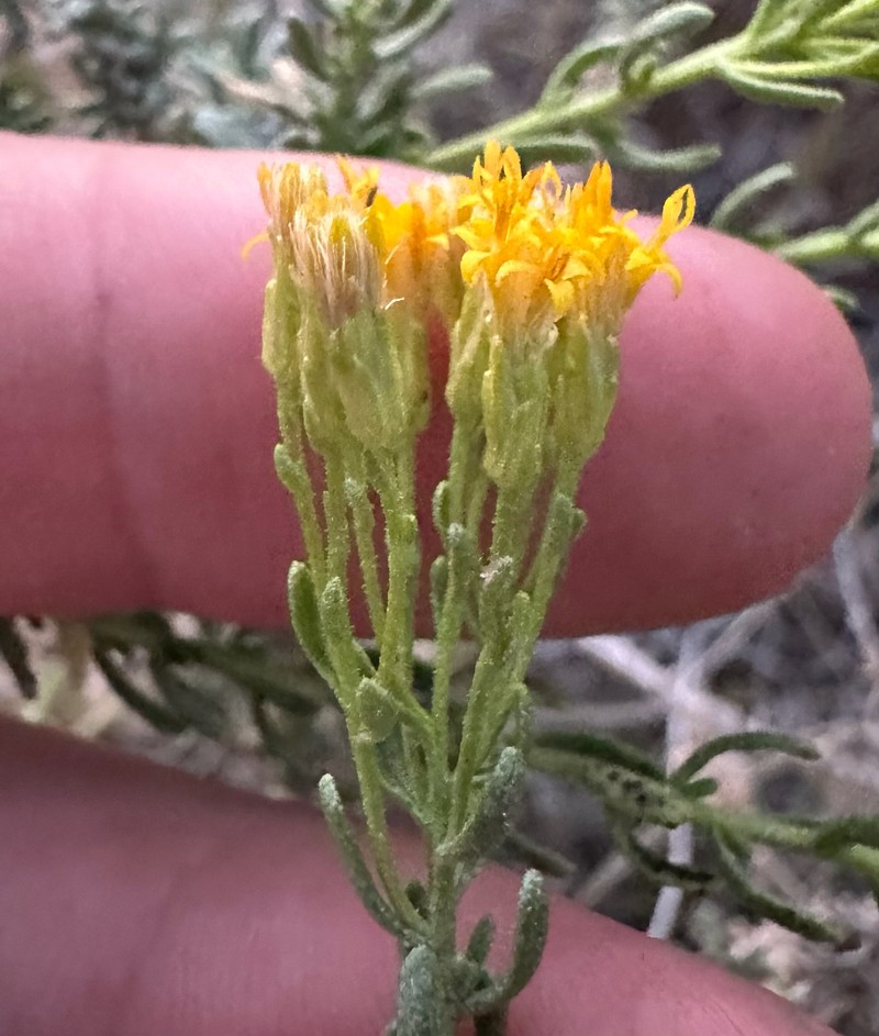 Ericameria cooperi var. cooperi photo 2