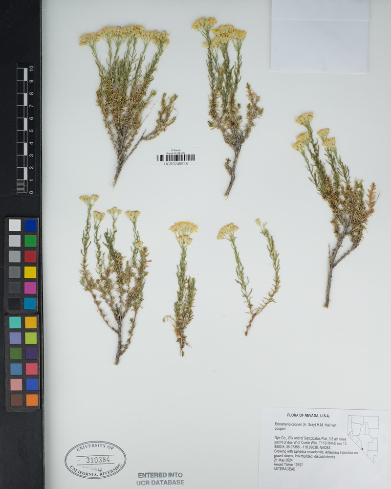 Ericameria cooperi var. cooperi photo 3