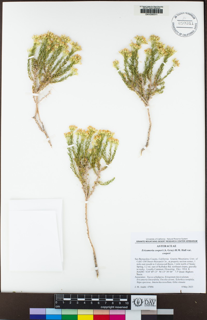 Ericameria cooperi var. cooperi photo 4