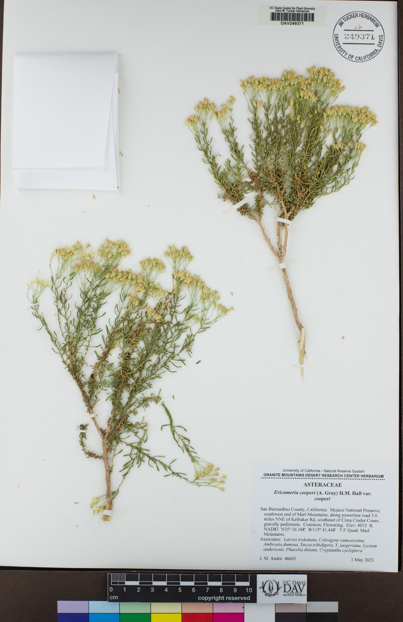 Ericameria cooperi var. cooperi photo 5