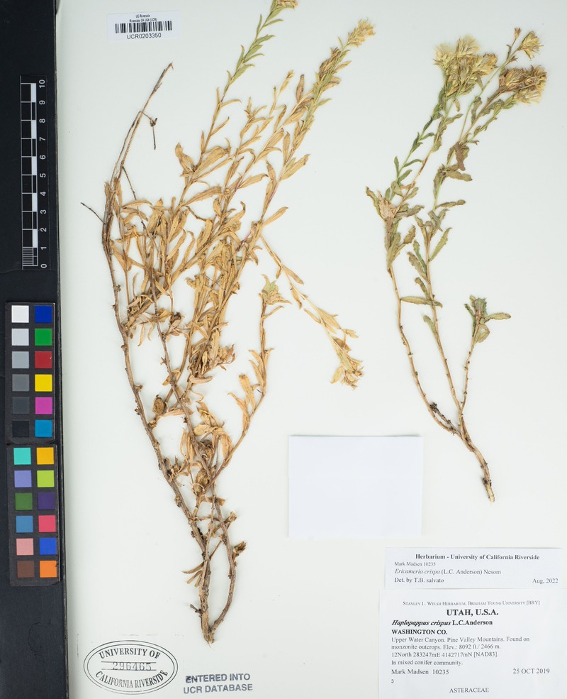 Crisped Goldenbush photo 5