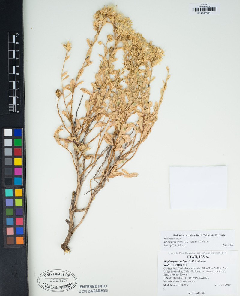Crisped Goldenbush photo 6