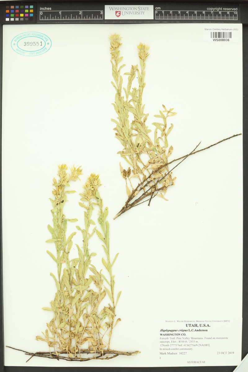Crisped Goldenbush photo 7