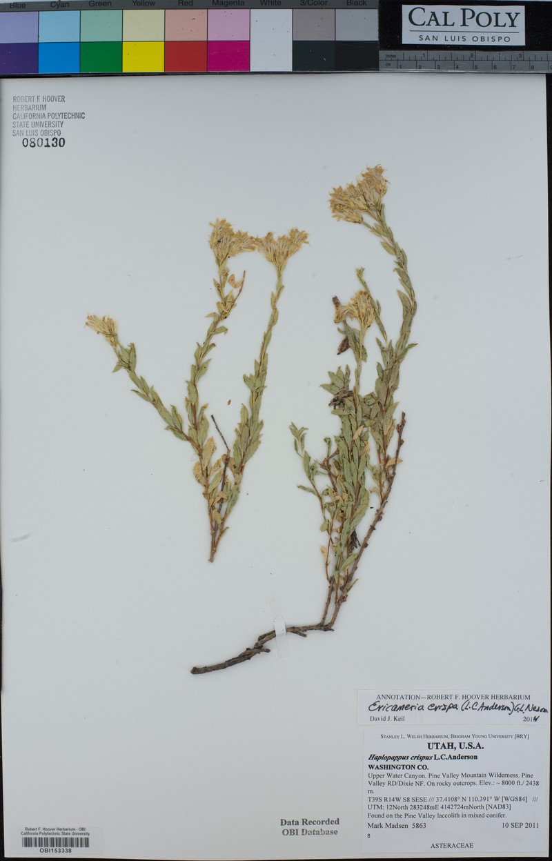 Crisped Goldenbush photo 8
