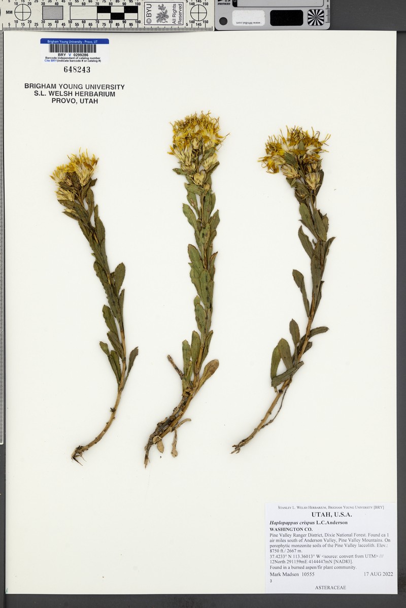 Crisped Goldenbush