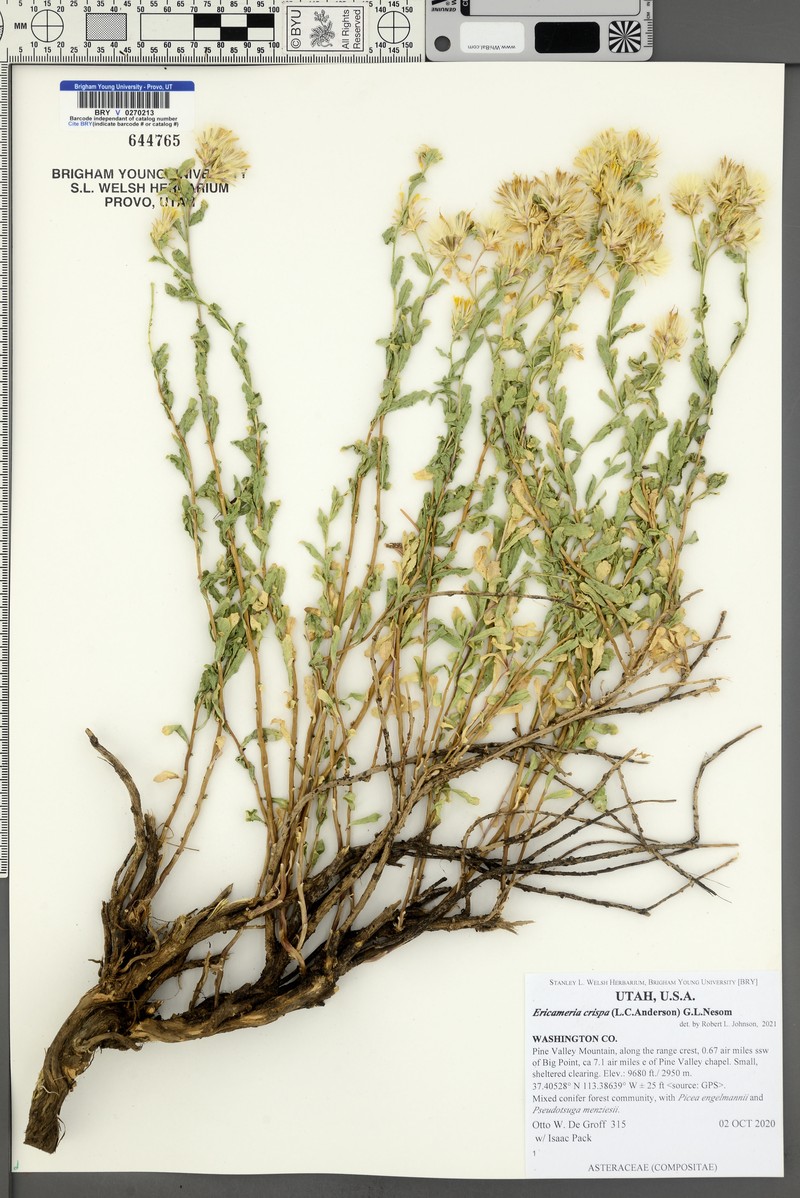 Crisped Goldenbush photo 2