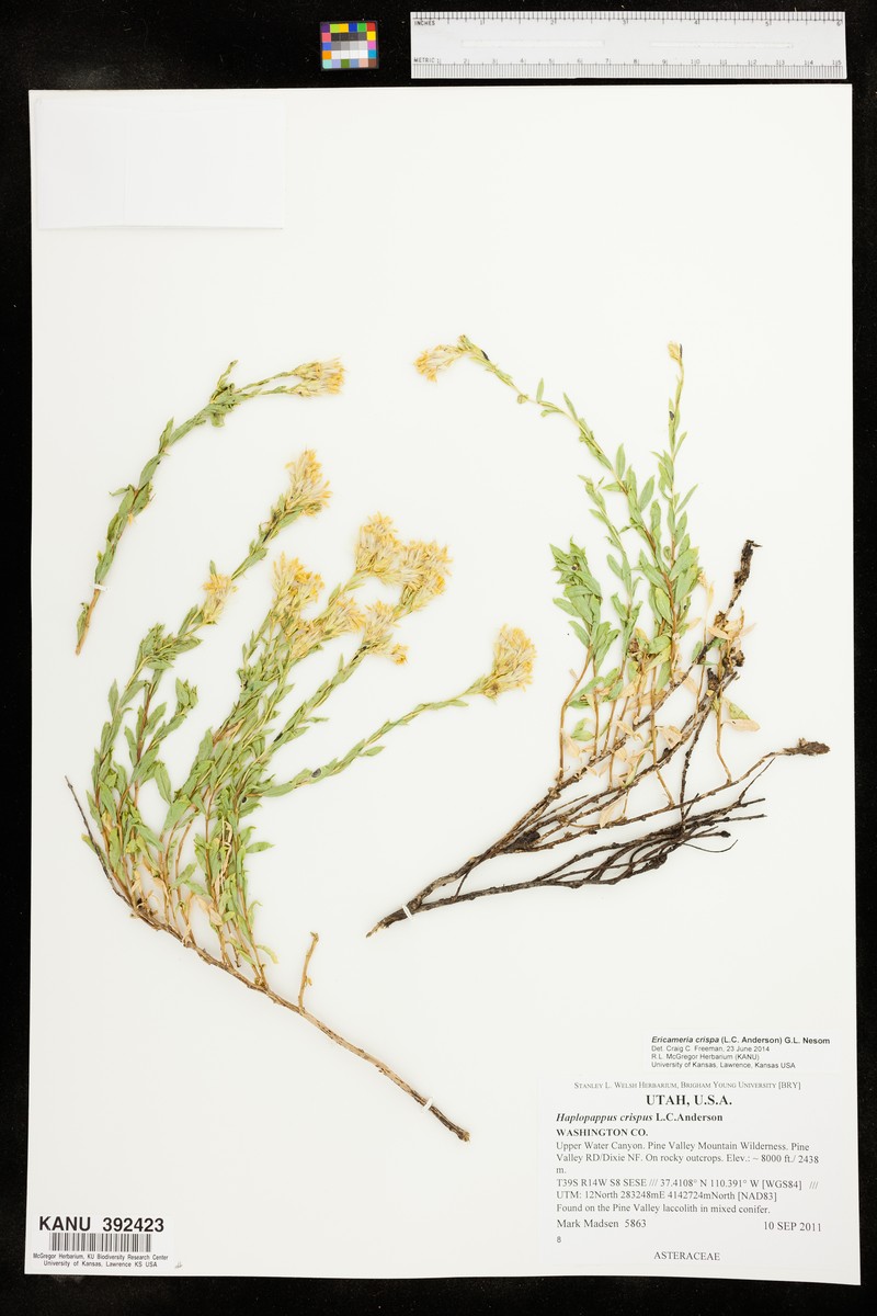Crisped Goldenbush photo 3