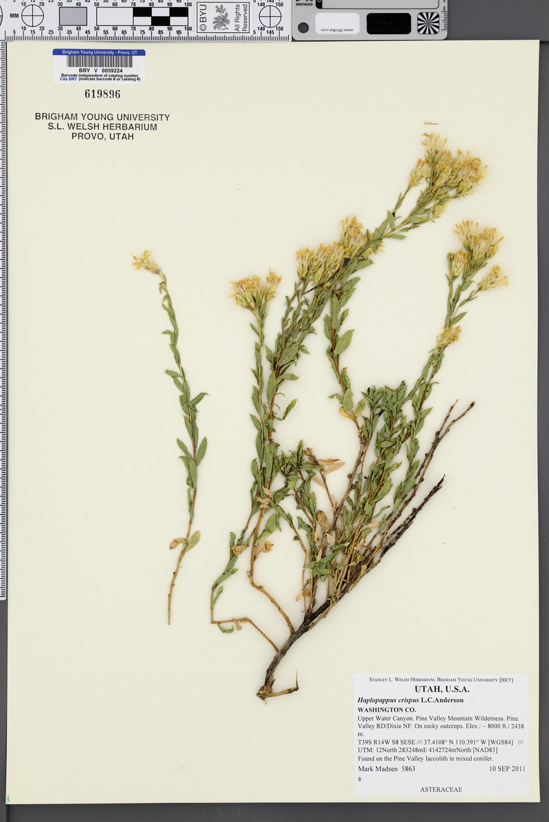 Crisped Goldenbush photo 4